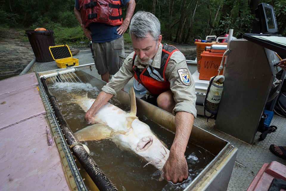 Fisheries biologist displays Gulf sturgeon underside