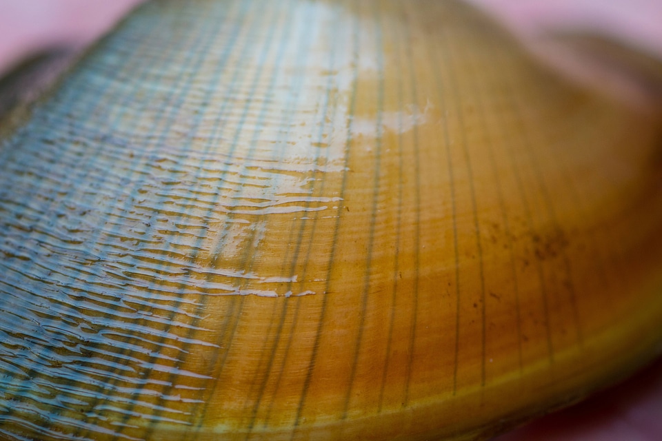 Freshwater mussel rays on young mussel