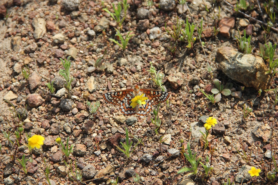 Quino Checkerspot butterfly