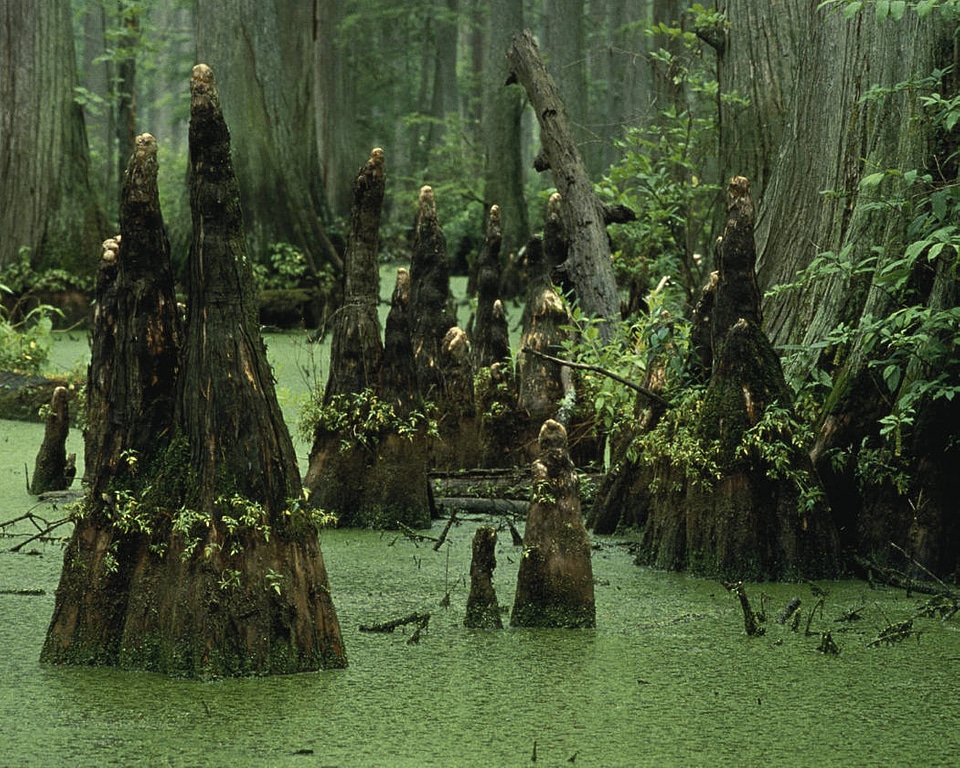 Bald cypress knees rising from swamp water