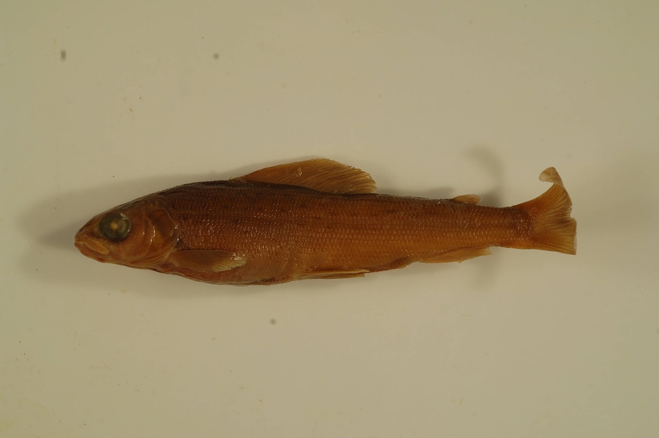 Thymallus arcticus