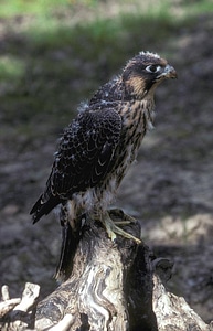 Young Peregrine Falcon
