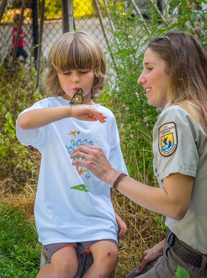 FWS employee looks at tagged monarch on child