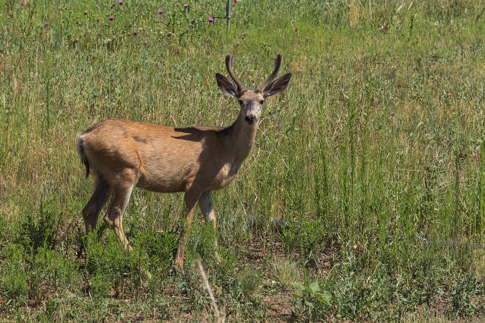 Mule deer in velvet-2