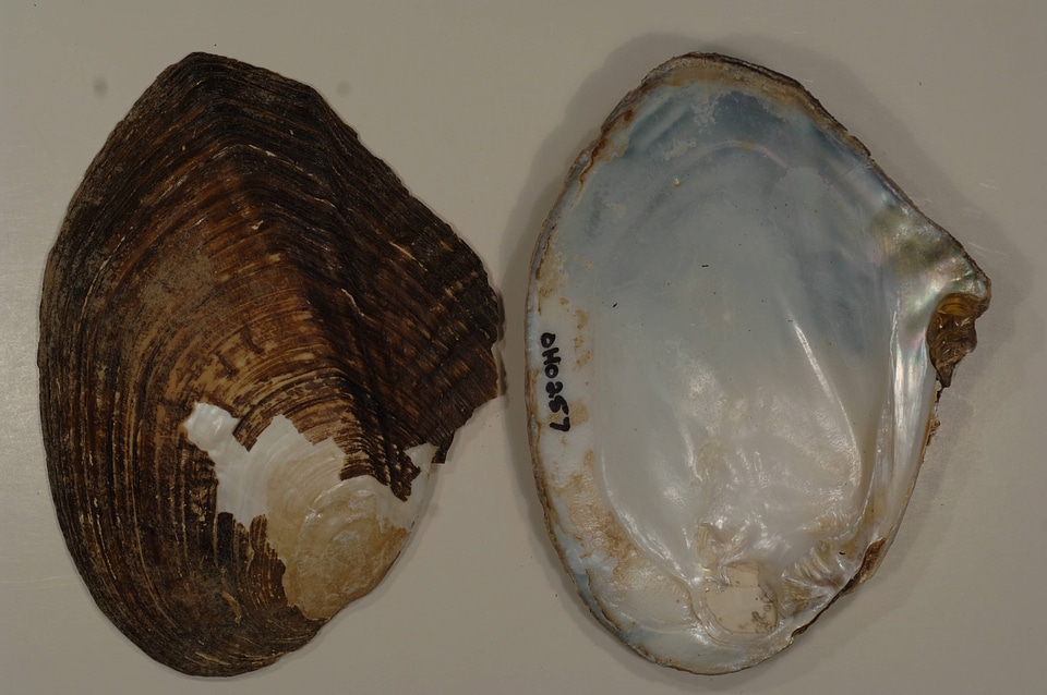 Lasmigona complanata-1