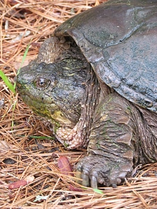 Snapping turtle photo