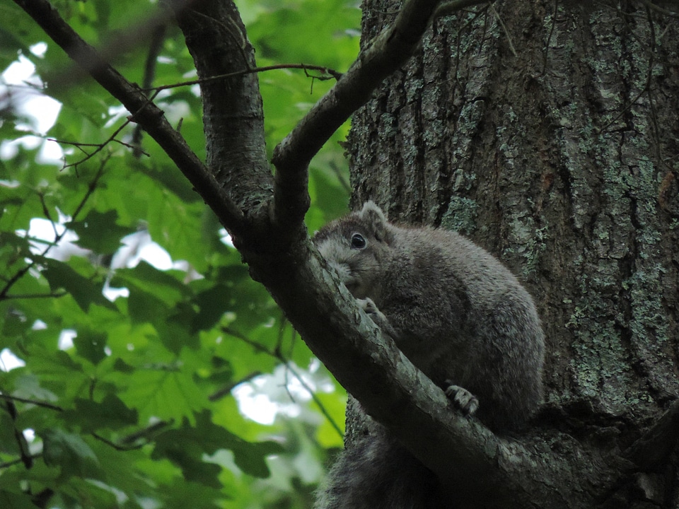 Delmarva Peninsula fox squirrel-2