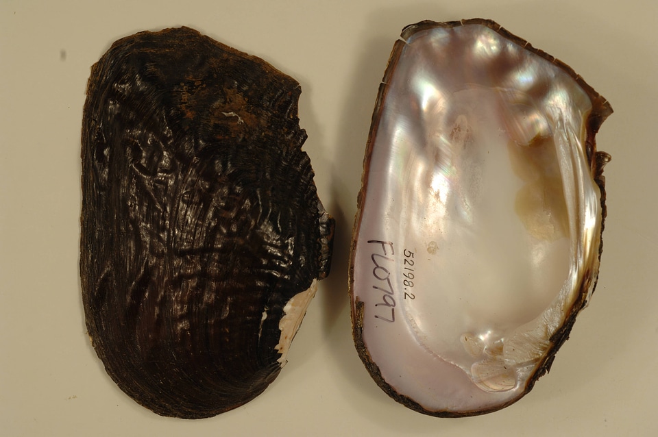 Elliptoideus sloatianus