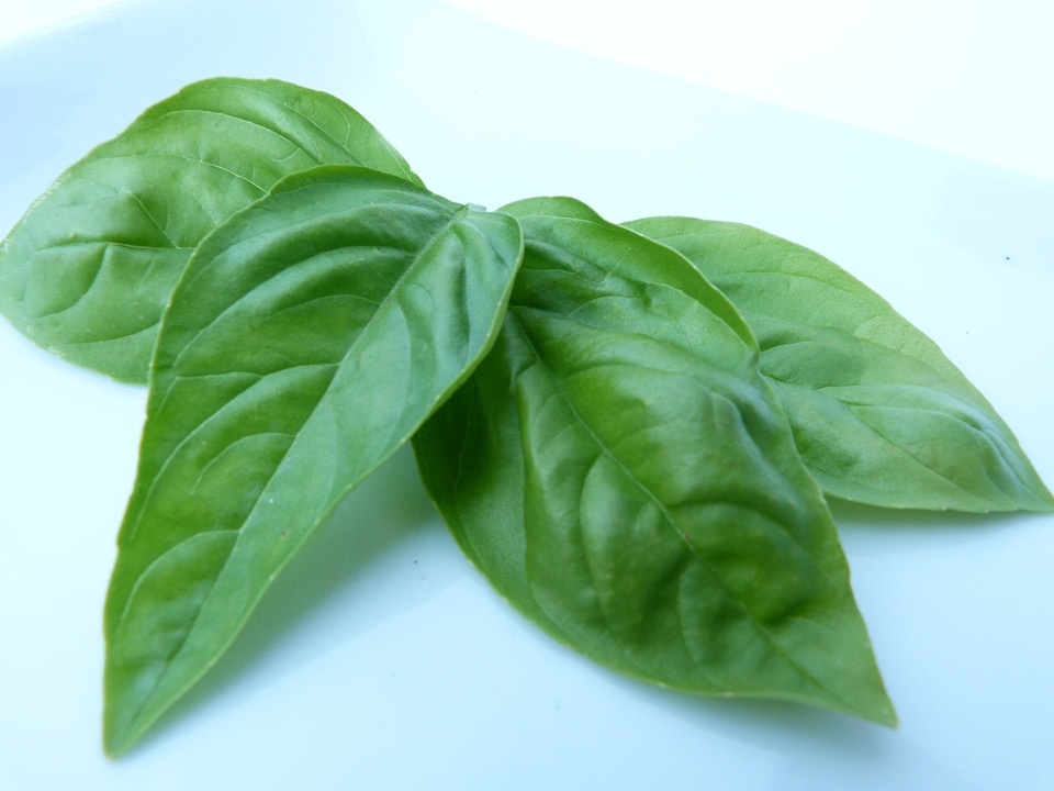 Ocimum basilicum leaves green