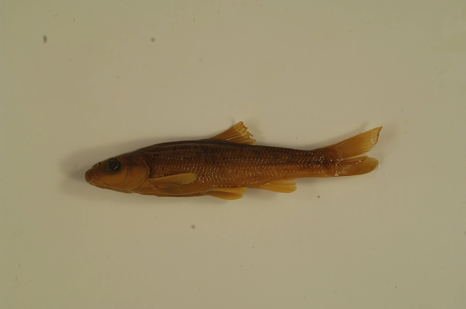 Campostoma oligolepis
