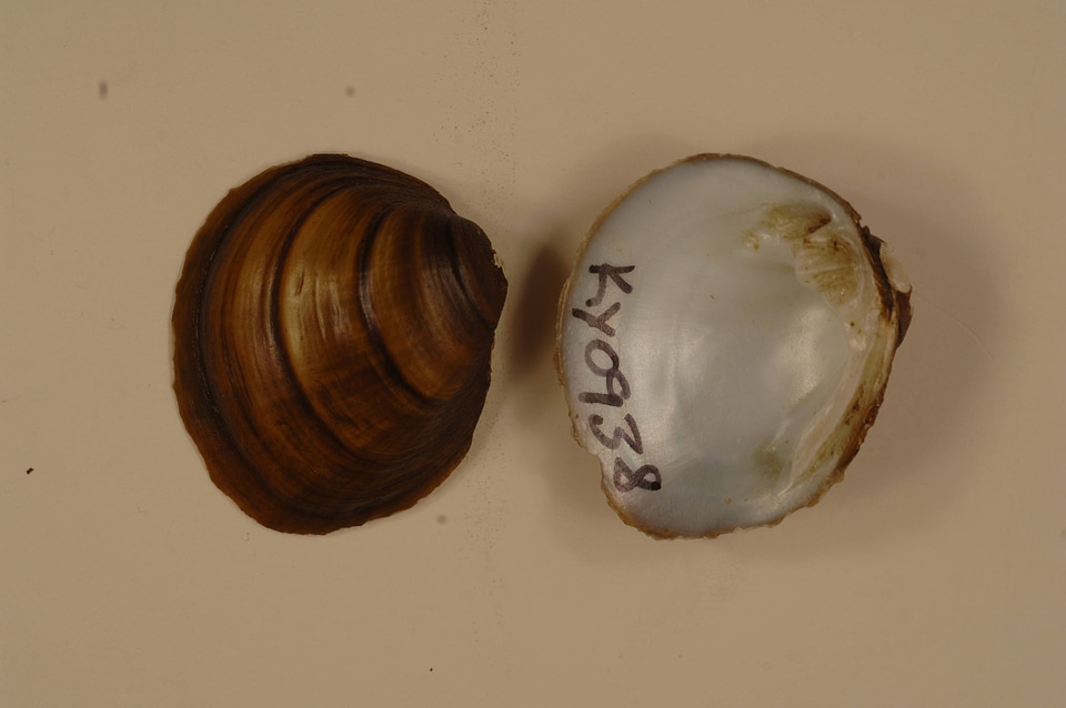 Pleurobema sintoxia-1