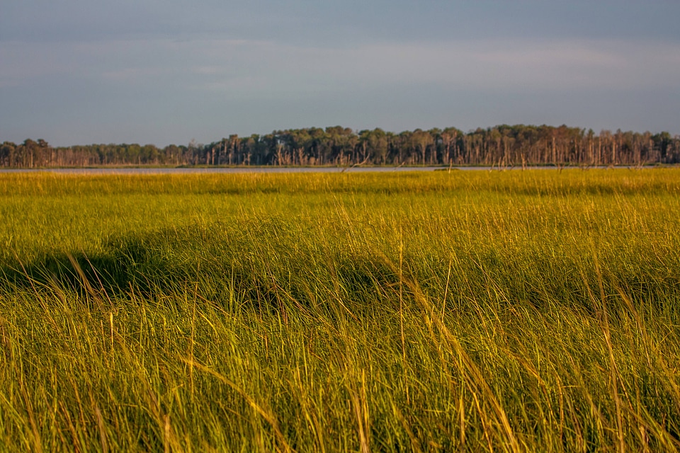 Marsh at Prime Hook NWR