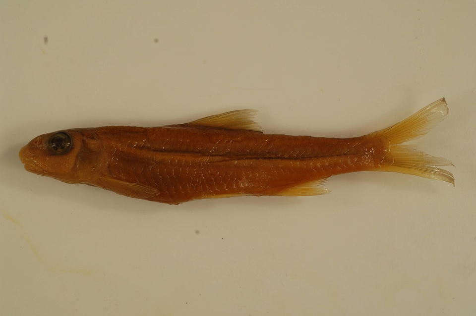 Macrhybopsis storeriana-1
