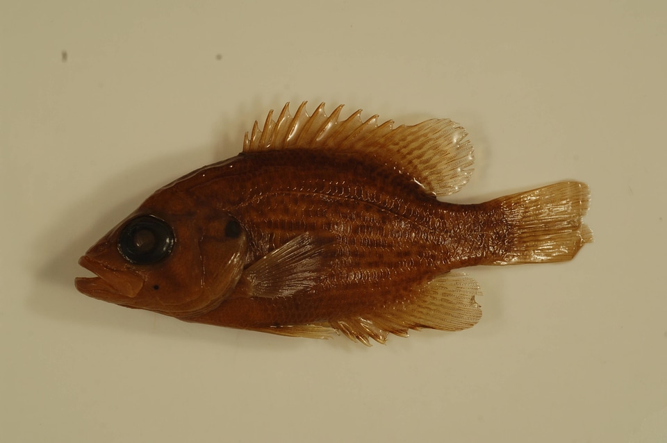 Ambloplites rupestris-1