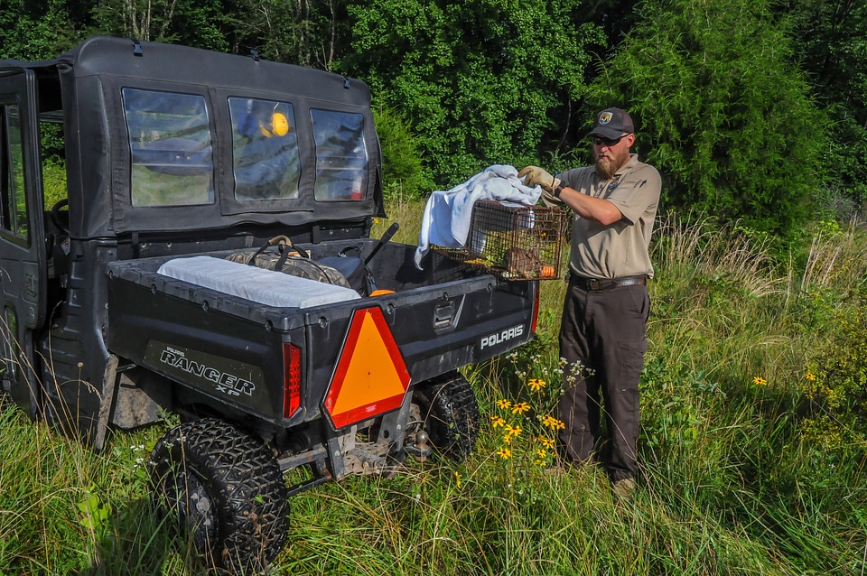 NCTC land management specialist with live-trap, releasing eastern cottontail-2