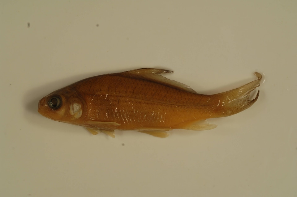 Carpiodes cyprinus-1