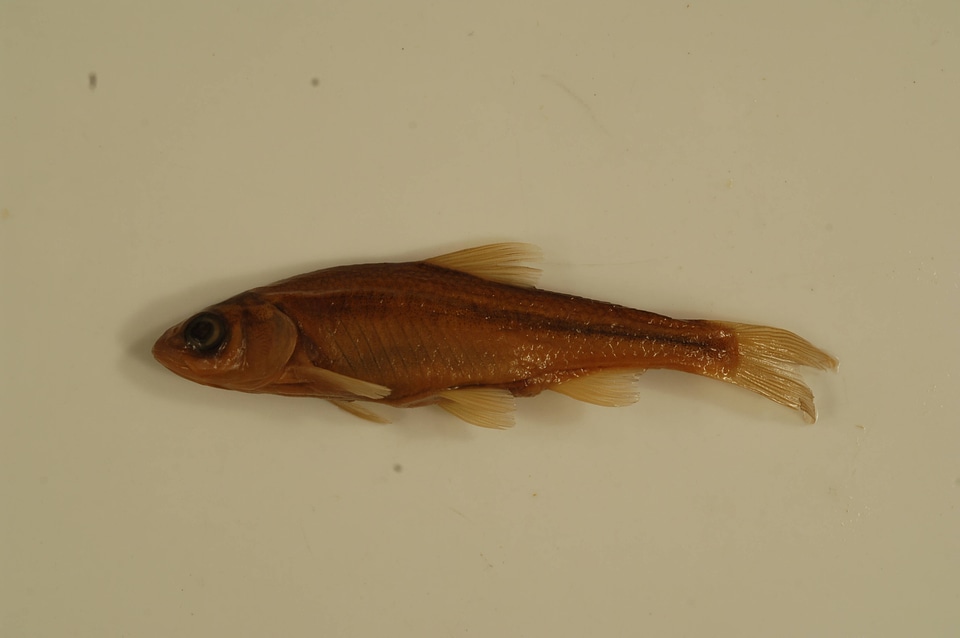 Luxilus cornutus