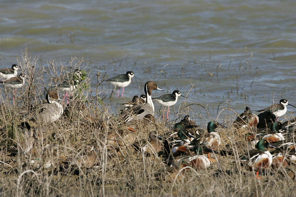 Flock of waterfowl and wading birds