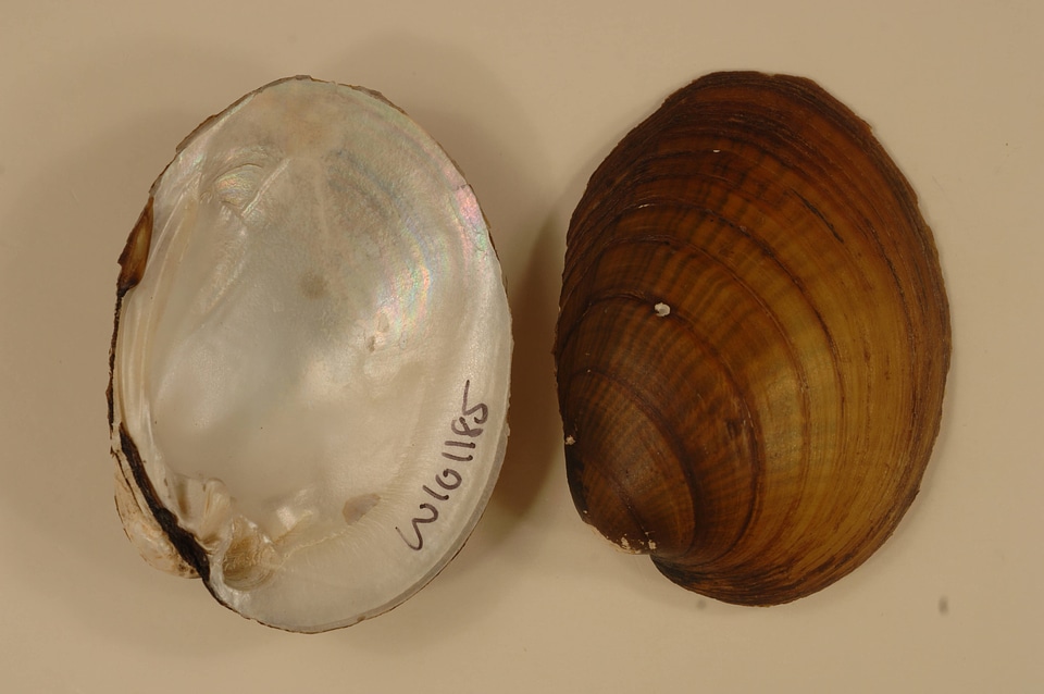 Obovaria olivaria-2