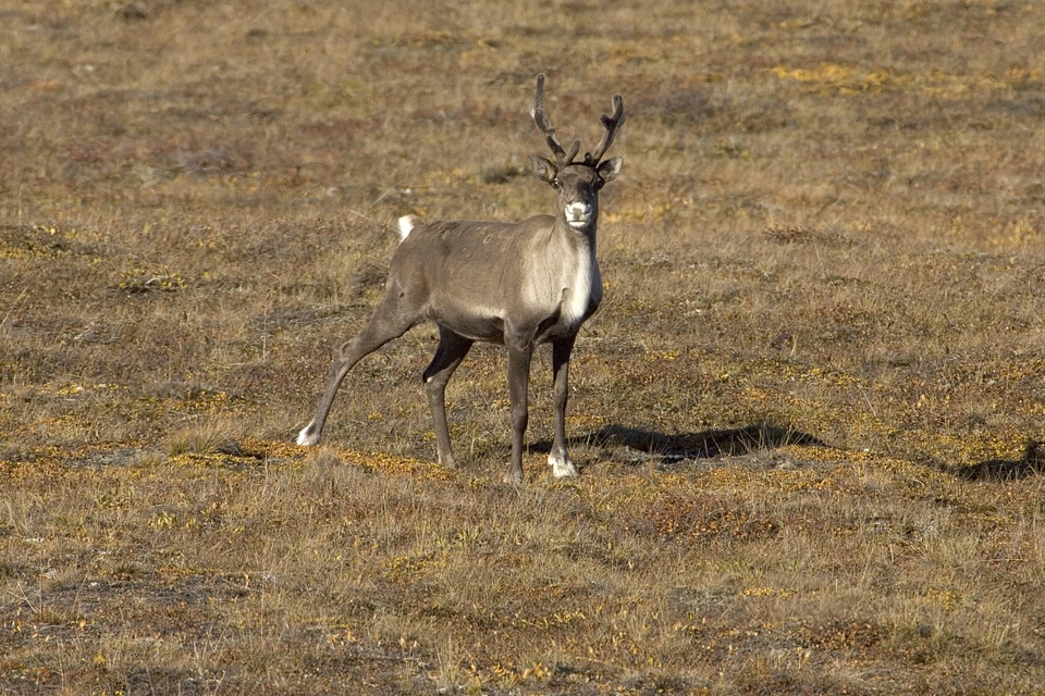 Caribou at Arctic National Wildlife Refuge