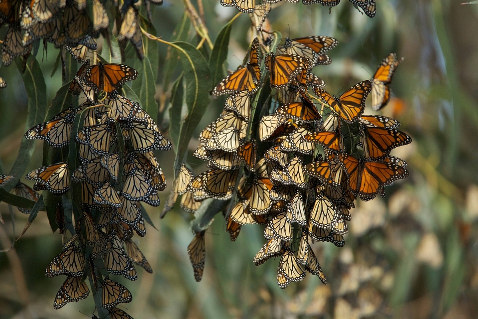 Monarch butterflies-3