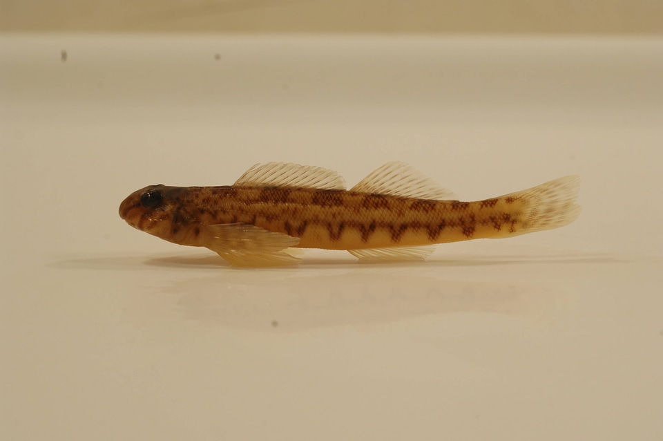 Etheostoma blennioides newmanii-2
