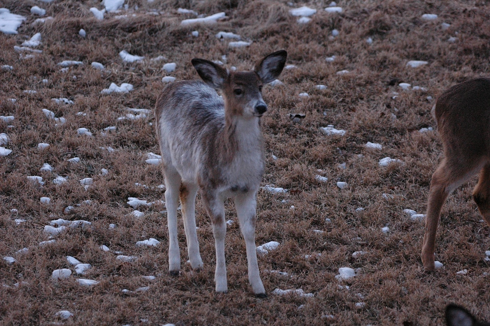 Young Piebald Deer-1