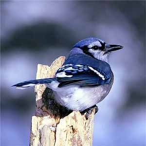 Songbird feathers perch photo