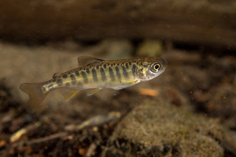 Juvenile Chinook salmon-1