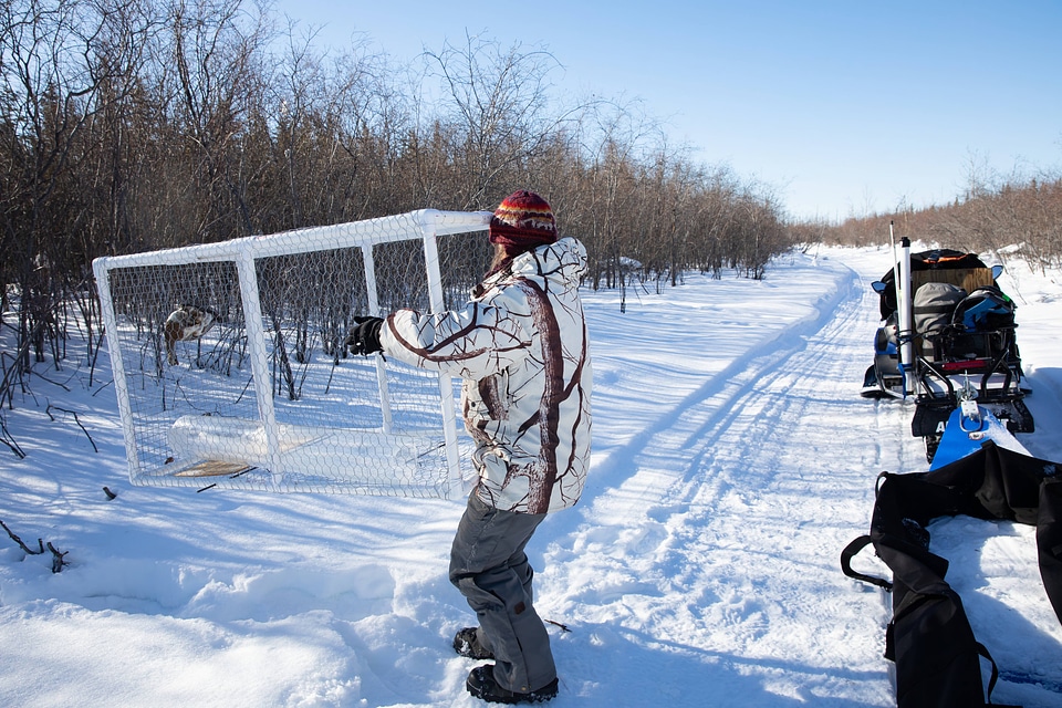 Biologist setting up live trap 
