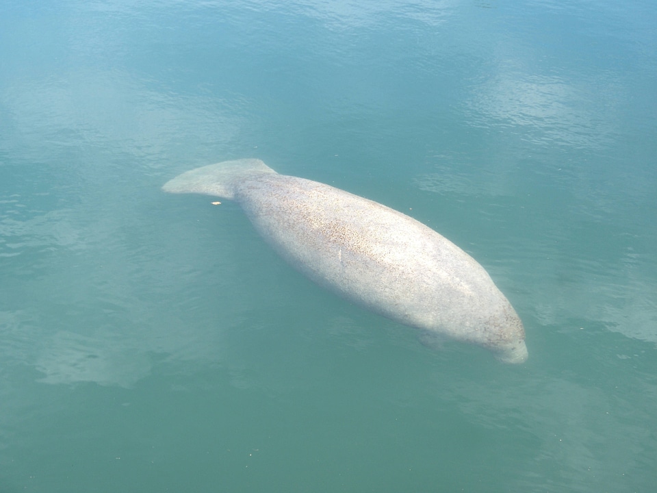 West Indian Manatee