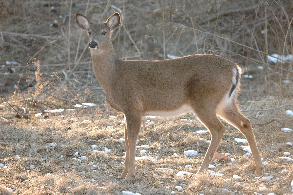 White-tailed Deer-1