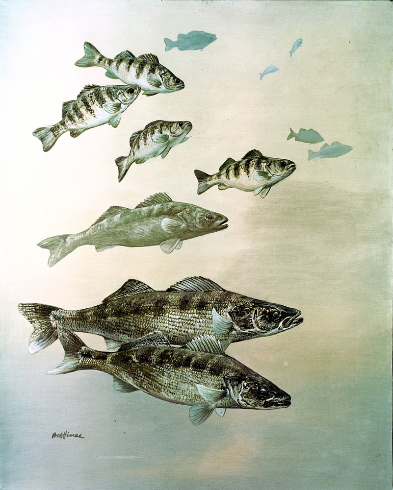 Walleye, Yellow Perch and Pike