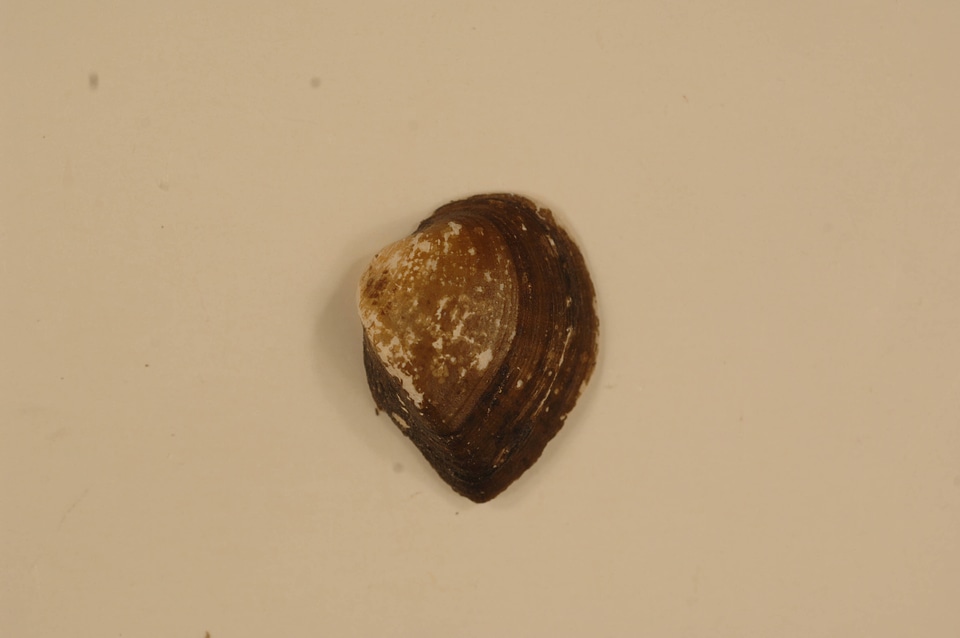 Truncilla truncata (outside)-2