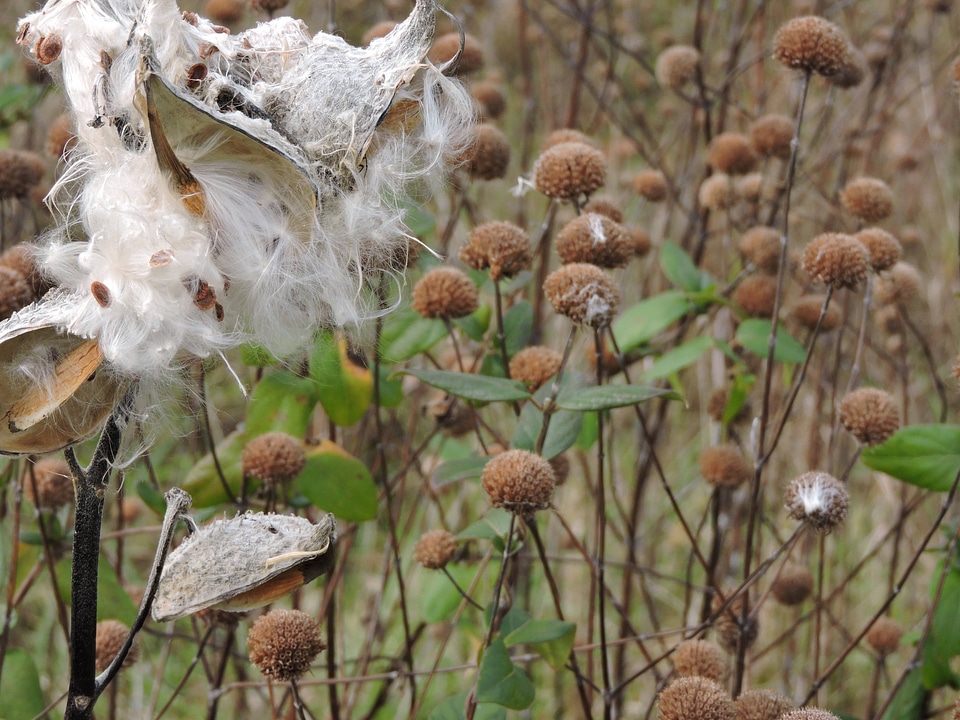 Common milkweed seed pod-1