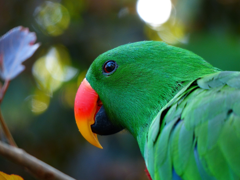 Plumage green colorful