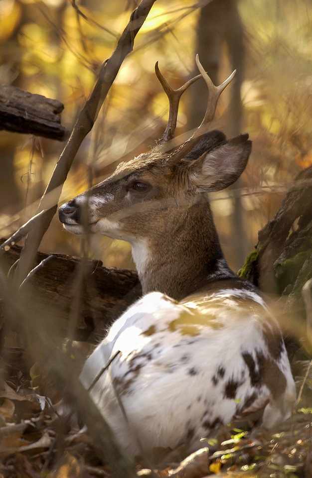 Piebald white tailed deer