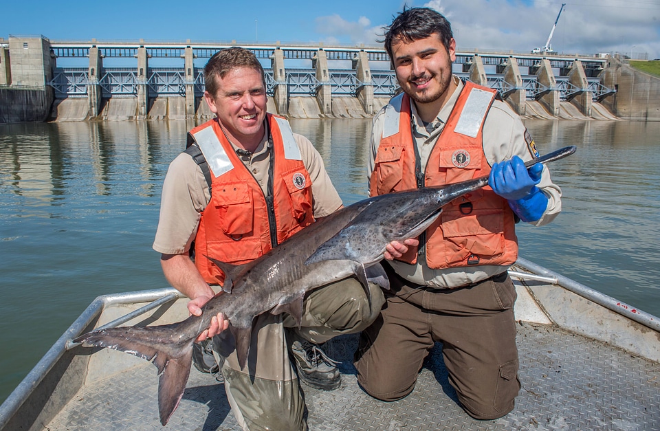 Fisheries crew netting paddlefish-4