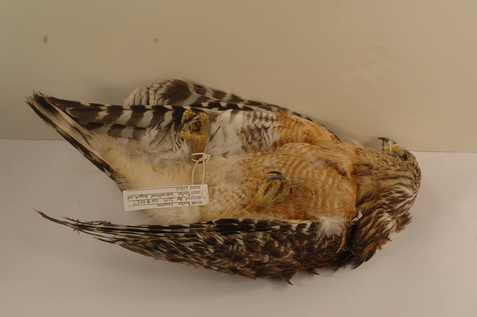 Buteo lineatus