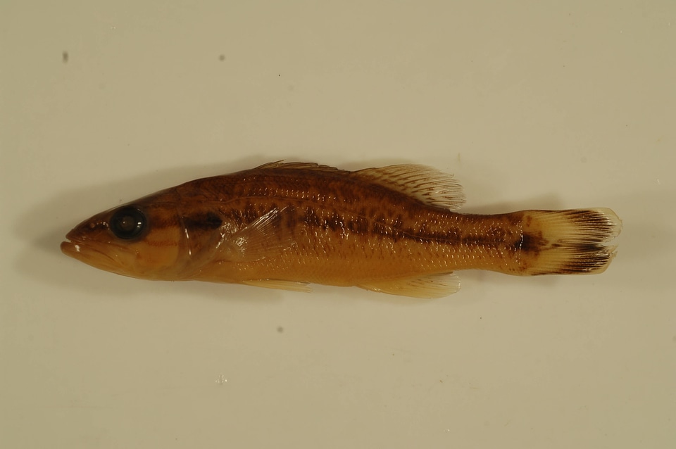 Micropterus punctulatus-3