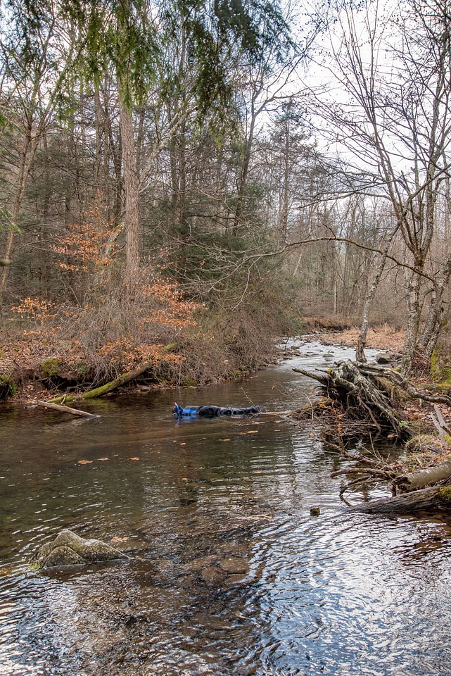 Photographer taking pictures of brook trout in Seneca Creek-6