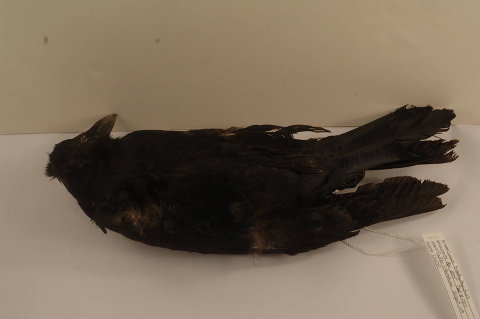 Corvus brachyrhynchos