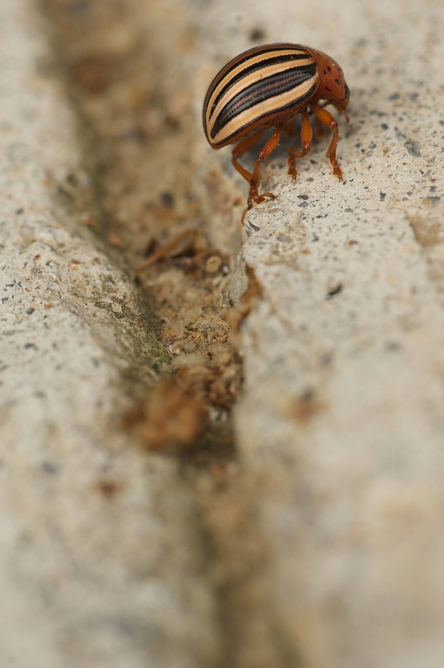 Colorado potato beetle-2