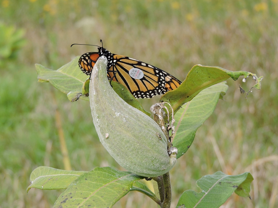 Tagged Monarch butterfly on milkweed pod
