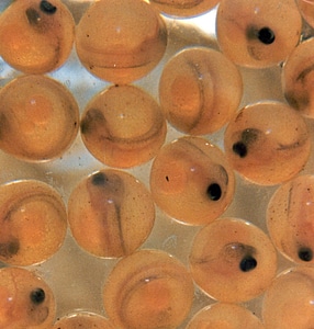 Atlantic salmon eggs photo