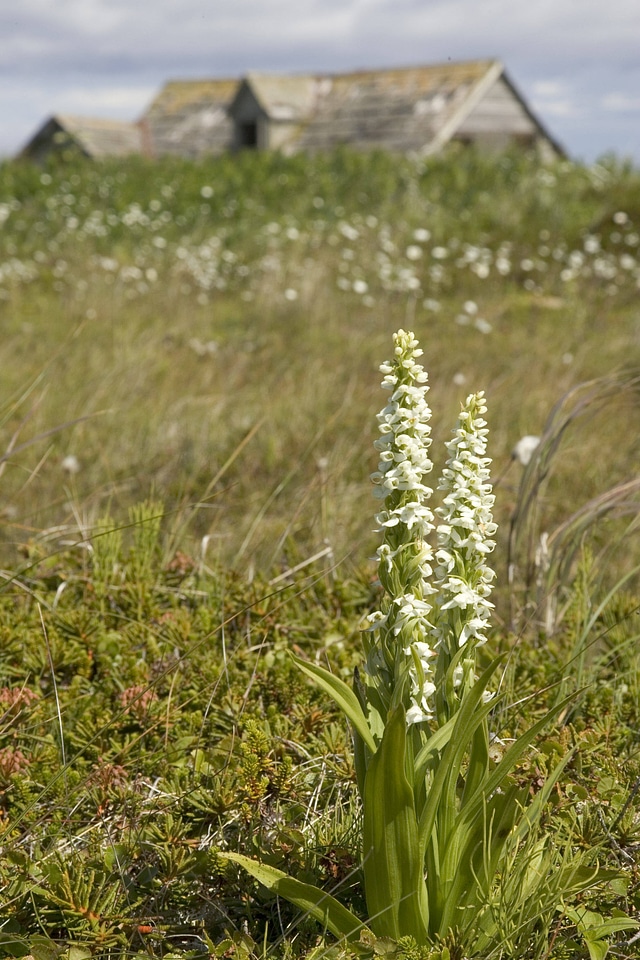 Simeonof island White Bog Orchid