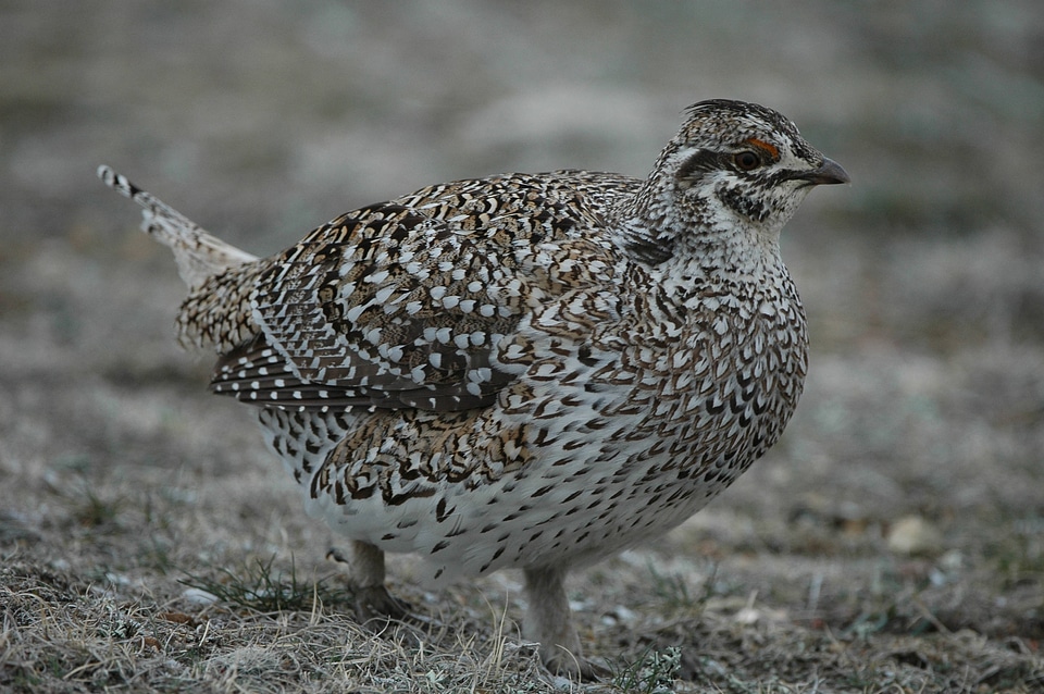 Sharp-tailed Grouse-1