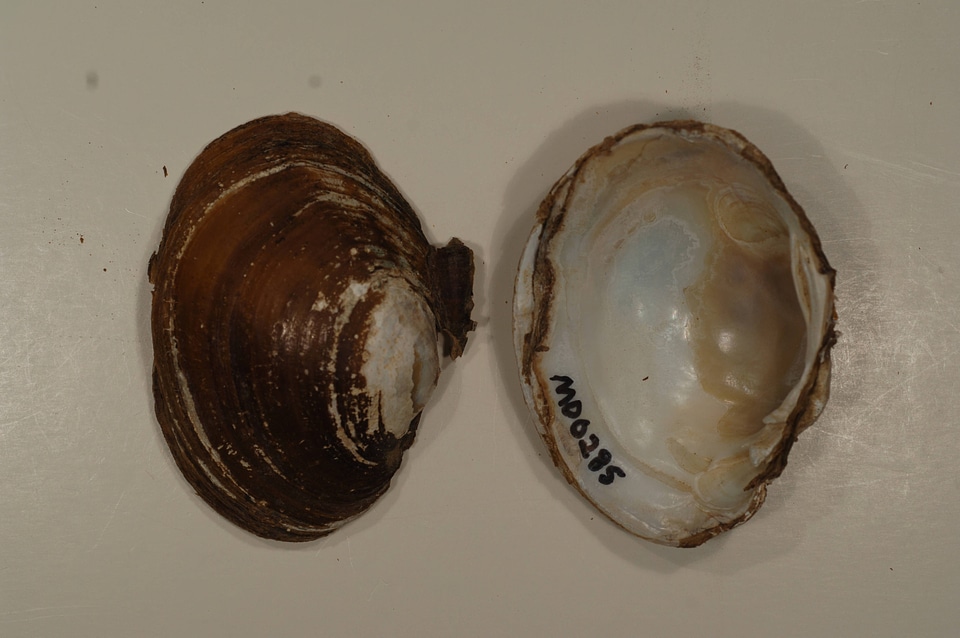 Lampsilis sp.-1