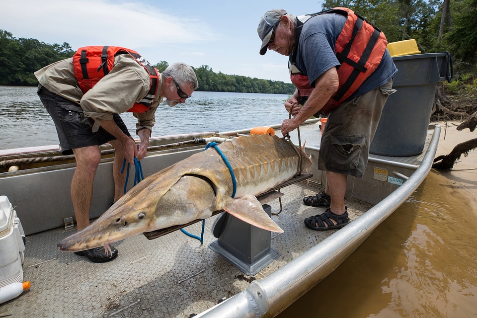 Biologists weigh a Gulf sturgeon in river-2