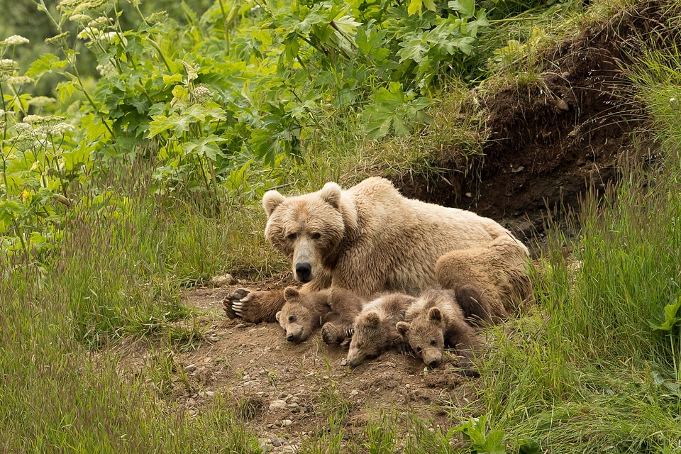 Kodiak bear sow and cubs-1